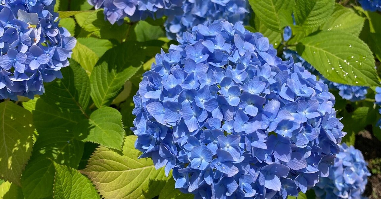 切花　紫陽花　ダズル　1本　サムライ2本 切花 紫陽花 ダズル 1本 サムライ2本 - メルカリ