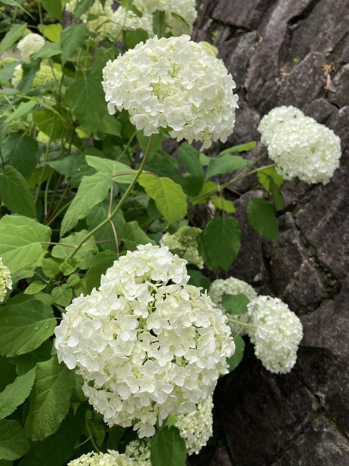 紫陽花狩り。｜キシリ