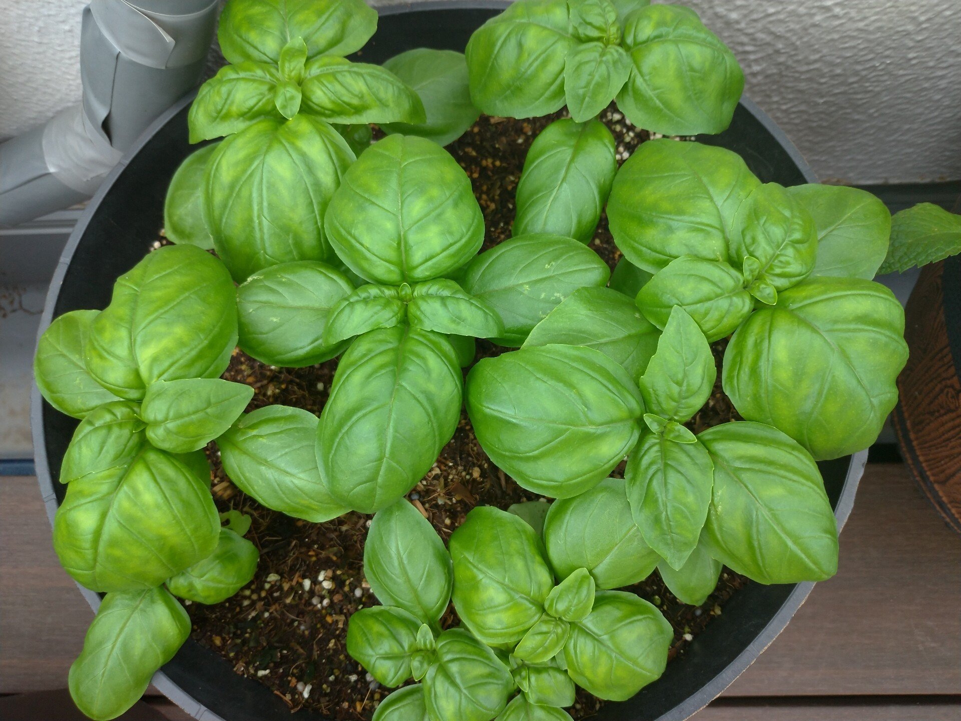 ガーデニング 花工場ドーピング疑惑 おがばん 拝万里 Note