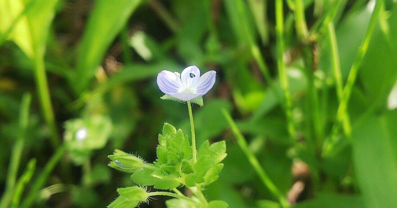 タチイヌノフグリ♡苗 タチイヌノフグリ - 植物図鑑 - エバーグリーン