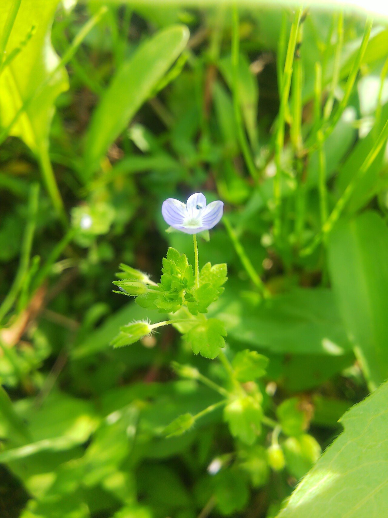 オオイヌノフグリとタチイヌノフグリ｜あおはくたき