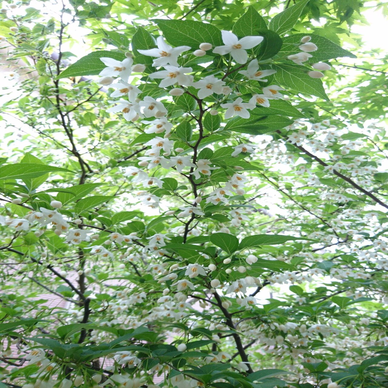 エゴノキに花が咲いていきます 雑木の苗と草花ショップ ぞう木りん Note