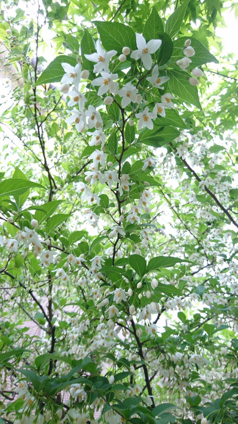 エゴノキに花が咲いていきます 雑木の庭の苗木と草花ショップ ぞう木りん Note