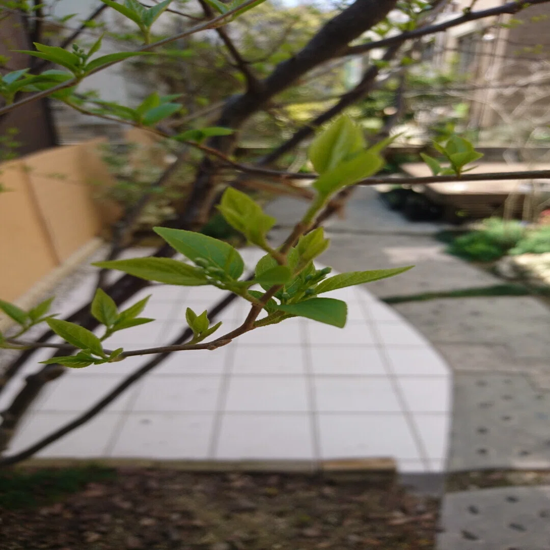 エゴノキに花が咲いていきます 雑木の苗と草花ショップ ぞう木りん Note