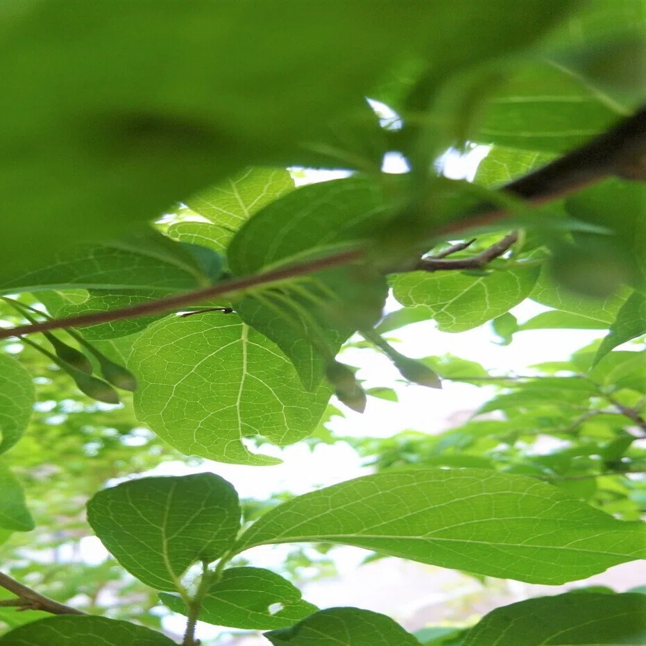 エゴノキに花が咲いていきます 雑木の苗と草花ショップ ぞう木りん Note