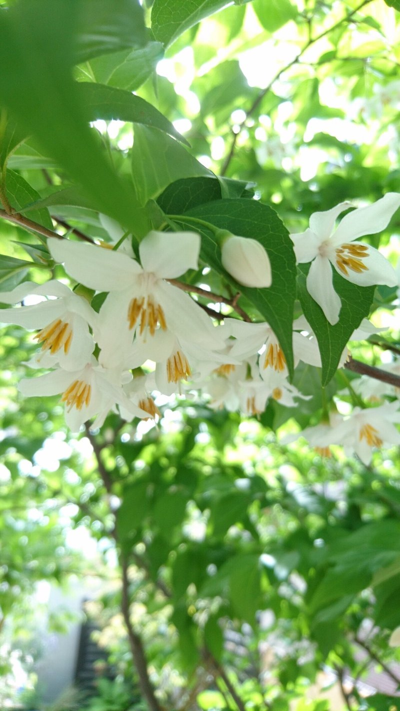 エゴノキに花が咲いていきます 雑木の庭の苗木と草花ショップ ぞう木りん Note