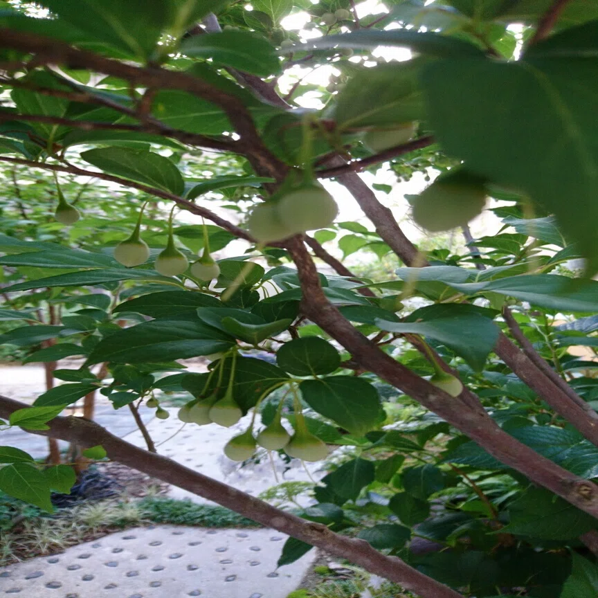 エゴノキに花が咲いていきます 雑木の苗と草花ショップ ぞう木りん Note