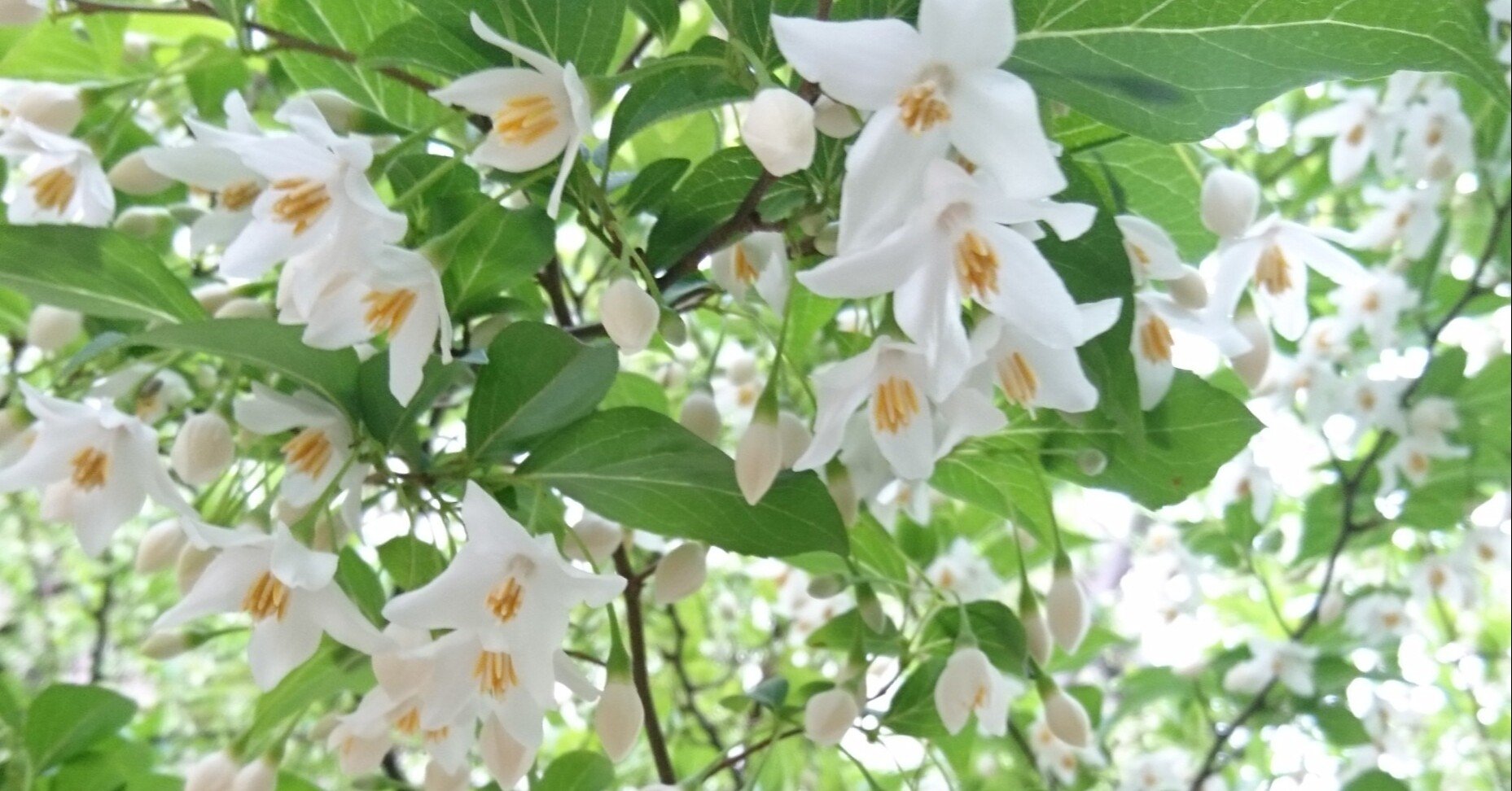 エゴノキに花が咲いていきます 雑木の庭の苗木と草花ショップ ぞう木りん Note