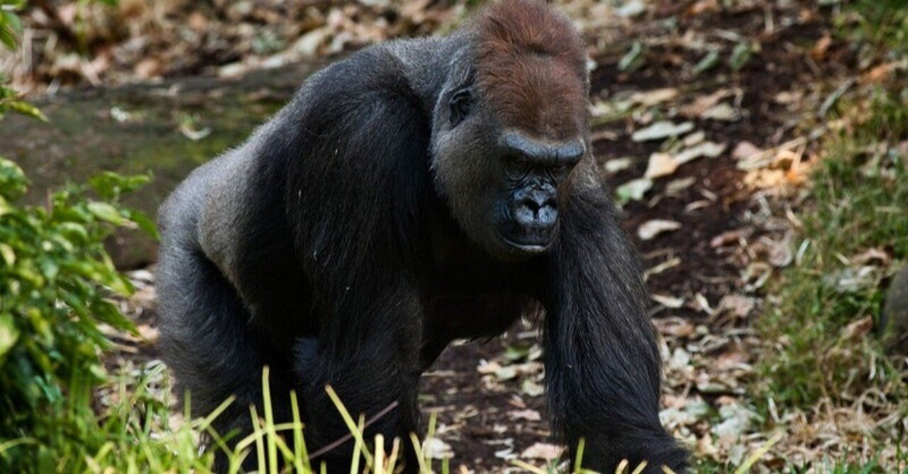 2 世界遺産とゴリラ Che Bunbun Note 2 世界遺産とゴリラ Che Bunbun Note