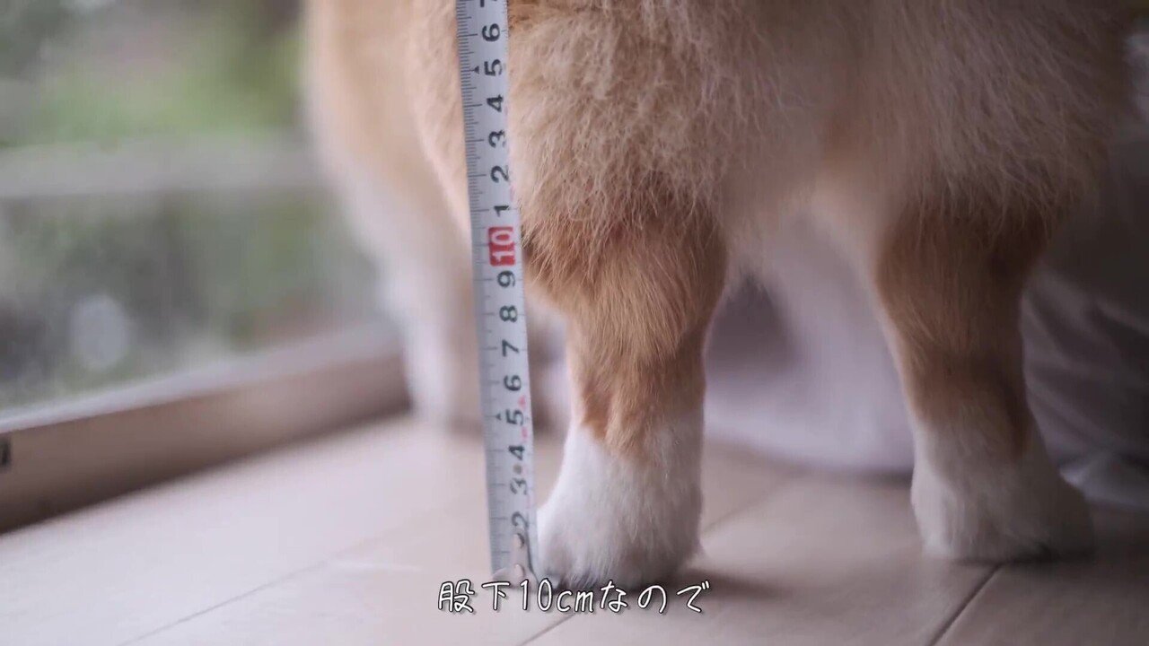 雨の日のコーギー｜sachi