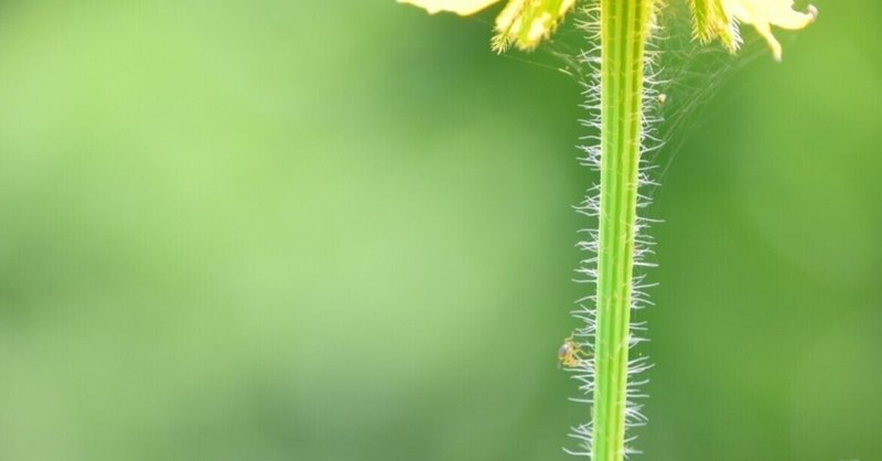アブラムシ の定番タグ記事一覧 Note つくる つながる とどける アブラムシ の定番タグ記事一覧 Note つくる つながる とどける