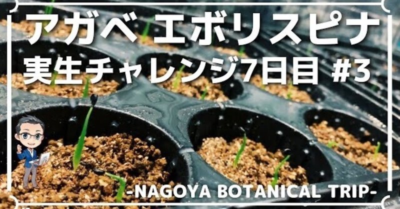アガベ育て方で種から室内チャレンジ 実生の種まきと土の失敗しないやり方とは Hirose0219 Note