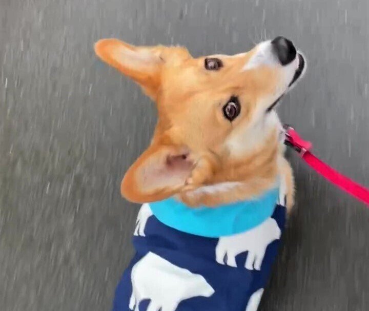 雨の日のコーギー｜sachi