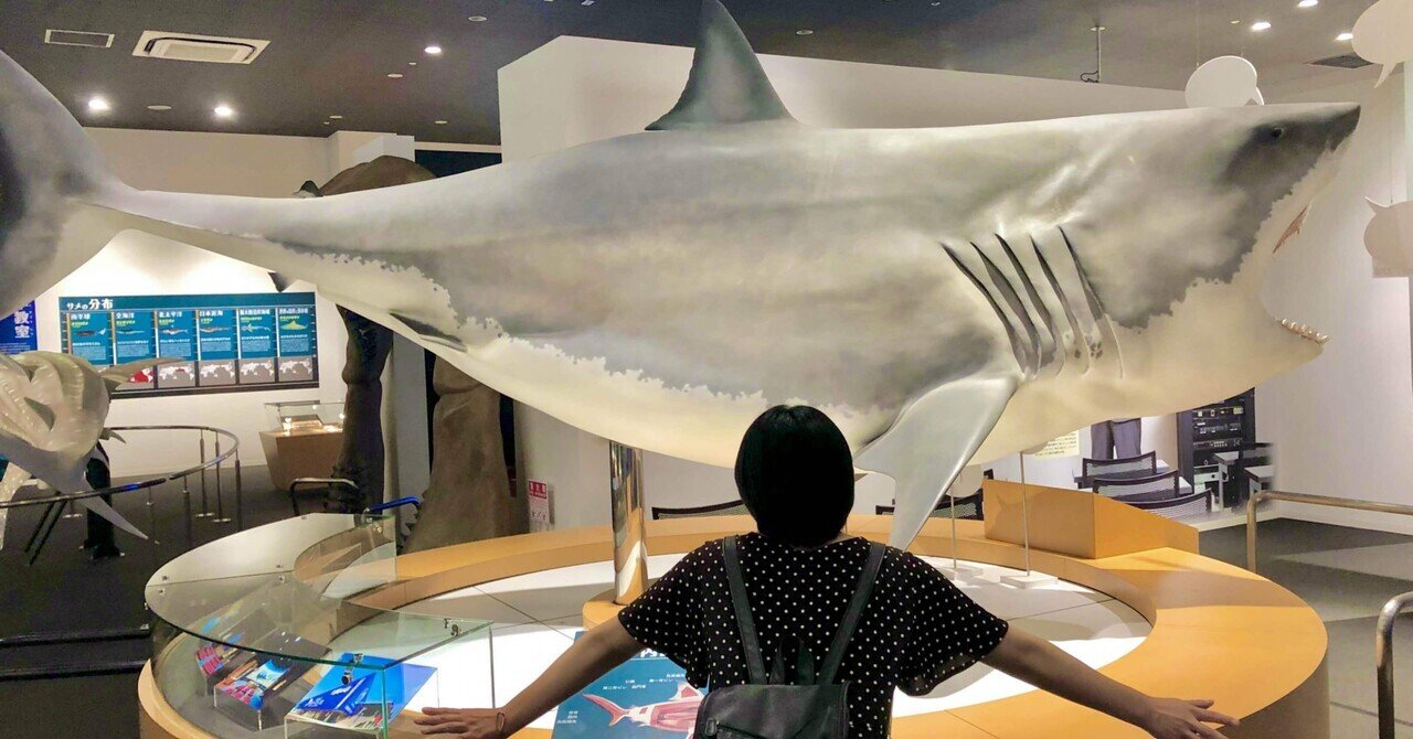 ホホジロザメを飼育するには あくるん Note