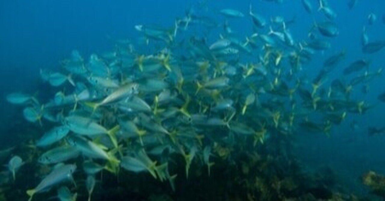 出世魚 ブリの名称 野口裕希 Note 出世魚 ブリの名称 野口裕希 Note