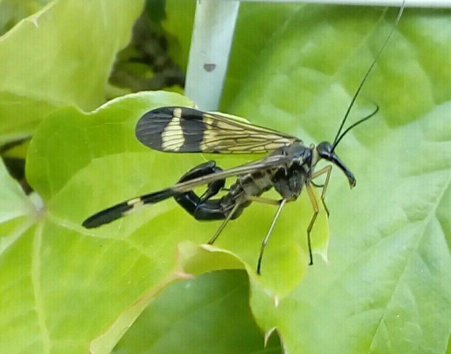 虫を好きになりたい 昆虫画像付き 月澄狸 Note