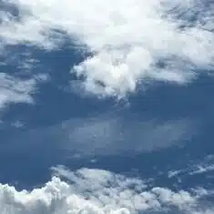 冬枝ハチ