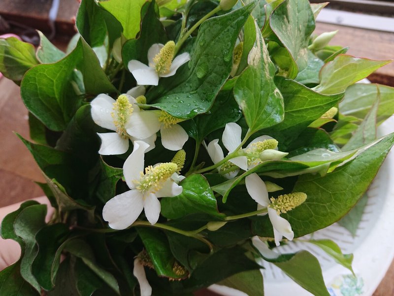 どくだみ茶づくりとバラの季節の終わり Aiuola Note どくだみ茶づくりとバラの季節の終わり Aiuola Note