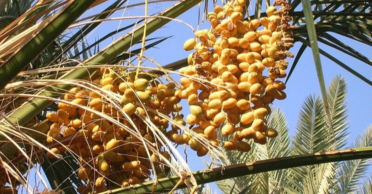 アラビアン ナイトとナツメヤシ 吉隠ゆき Note アラビアン ナイトとナツメヤシ 吉隠ゆき Note