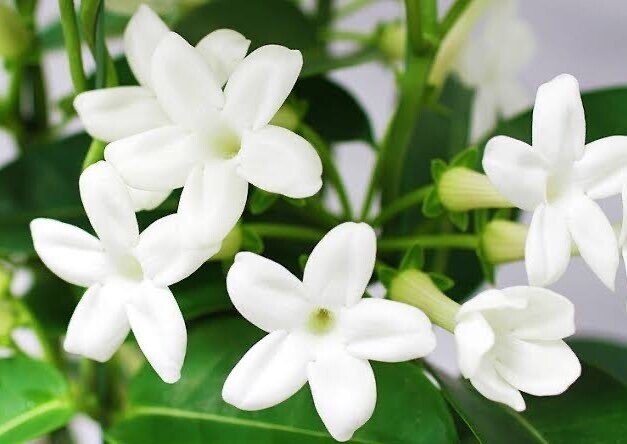 今日の花 21 6 8 ジャスミン Jasmine モクセイ科ソケイ属 花言葉 愛想のよい 優美 愛 名言 出来る限り美しく見せなさい 恋は盲目なんて誰が言ったのかしら メイ ウエスト 米国 だー Note