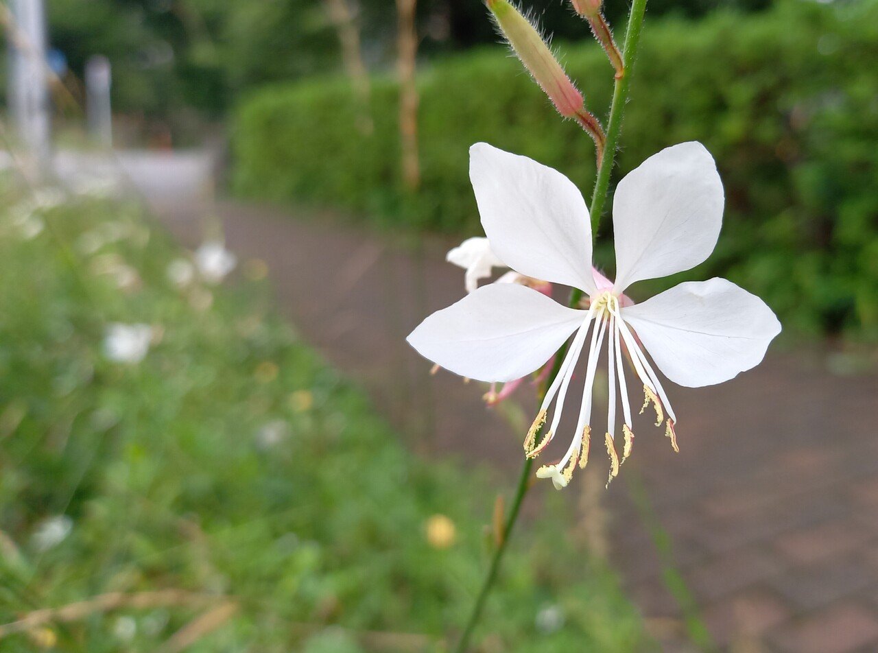 今朝の散策中に遭遇した花たち お好みの花はありますか 柘榴 Note