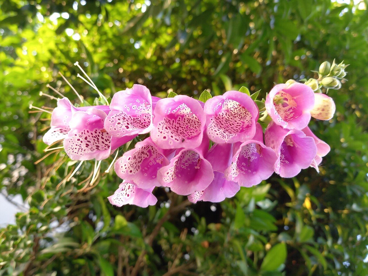 今朝の散策中に遭遇した花たち お好みの花はありますか 柘榴 Note 今朝の散策中に遭遇した花たち お好みの花はありますか 柘榴 Note