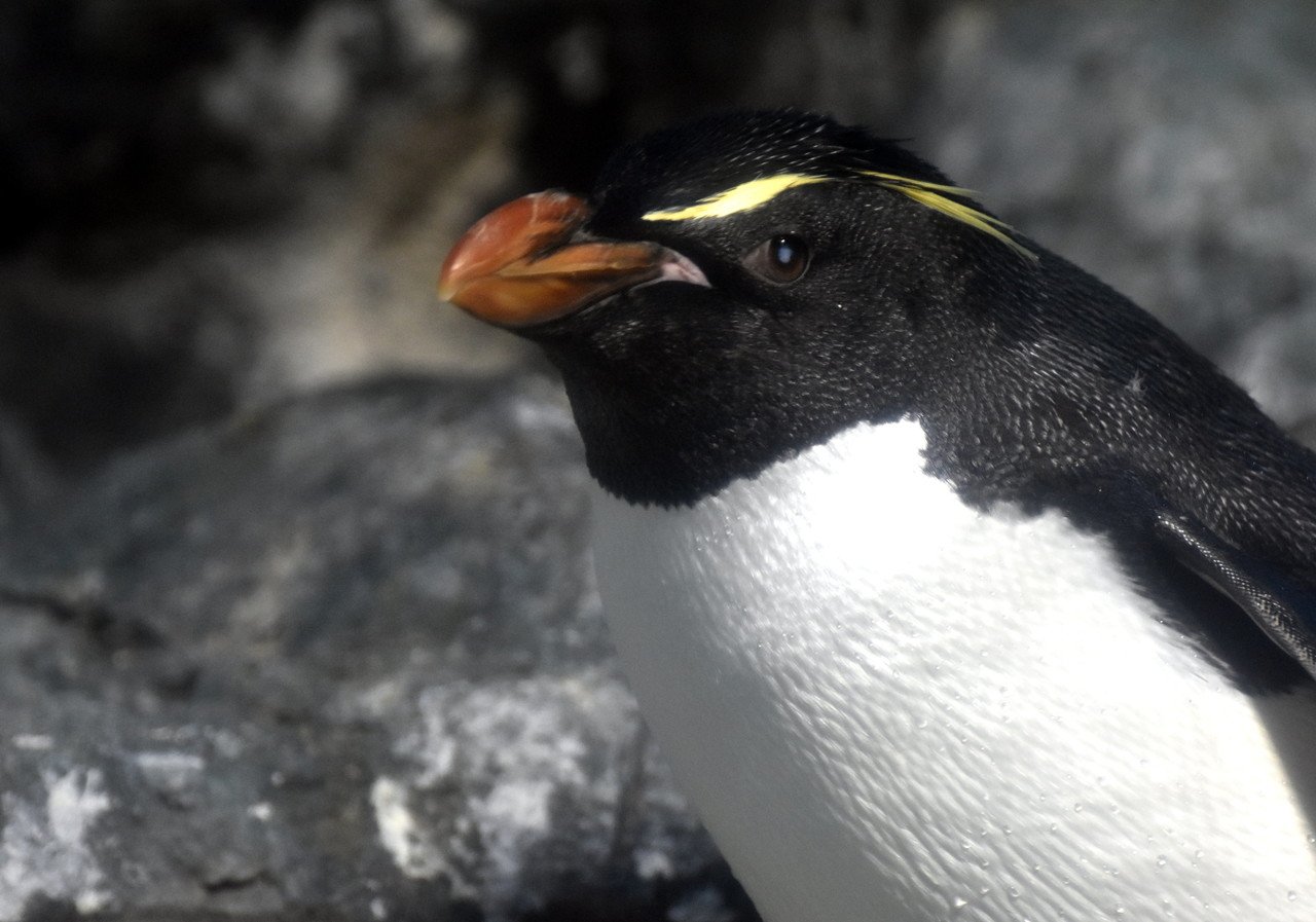 イワトビペンギン ペンギン目ペンギン科 Hirahiranote Note