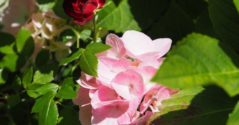 第24候 薔薇嬉し 紫陽花悲し 晴れの日々