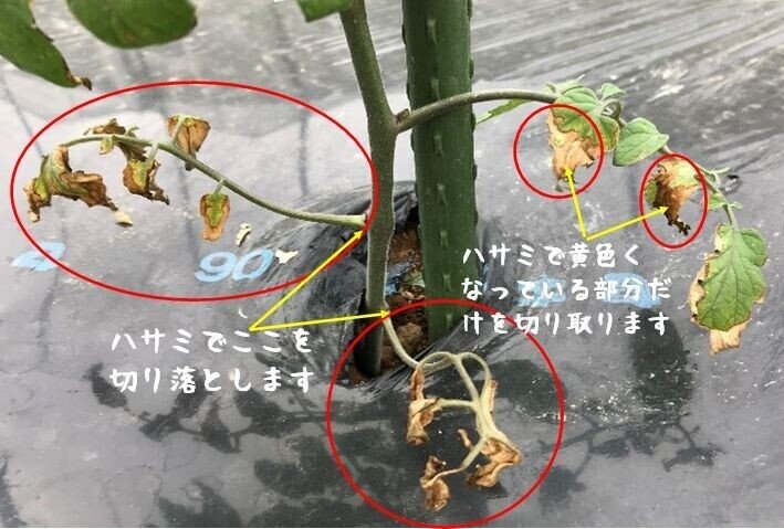 トマトの育て方no 6 梅雨に気を付けたい3つのポイント トマト研究家 ヒロミ Note