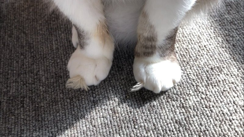 猫と寝る の新着タグ記事一覧 Note つくる つながる とどける