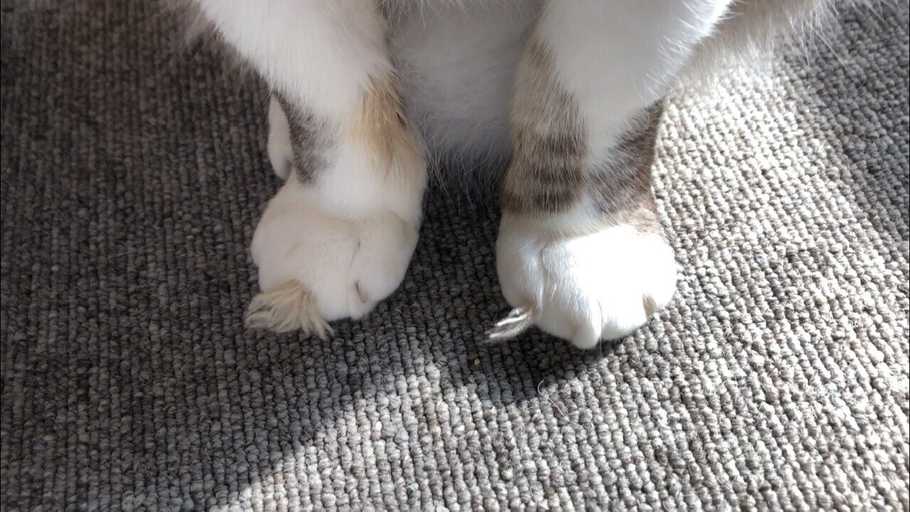 猫と寝る の新着タグ記事一覧 Note つくる つながる とどける 猫と寝る の新着タグ記事一覧 Note つくる つながる とどける