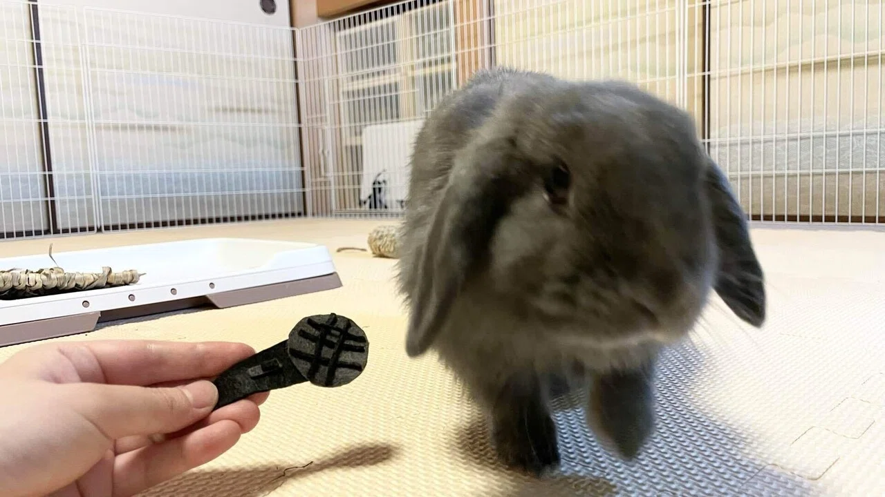 うさぎ用語まとめ げーらびーず Note うさぎ用語まとめ げーらびーず Note