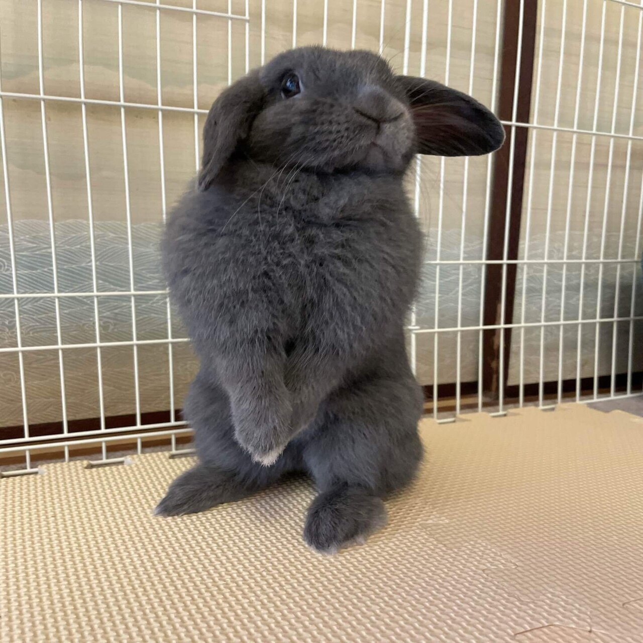 うさぎ用語まとめ げーらびーず Note