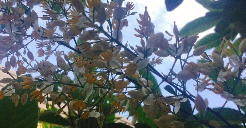 ビワと思ったら南天の花見つけた 世界一元氣な60歳 藤野 知枝 Note ビワと思ったら南天の花見つけた 世界一元氣な60歳 藤野 知枝 Note