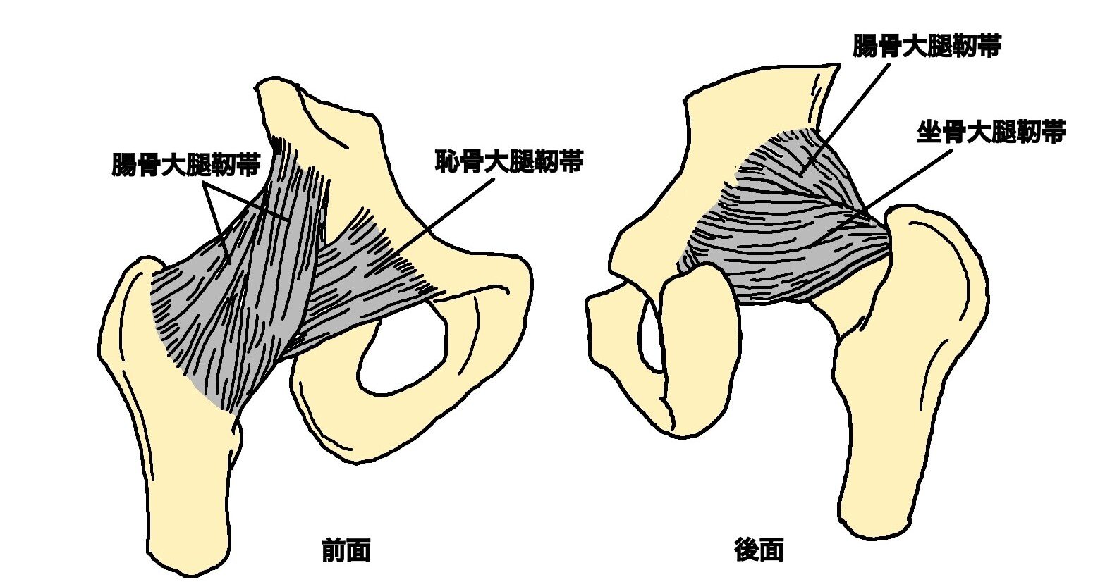 股関節 宮城島大樹 日本で最もトレーナーを育成してるトレーナー Note