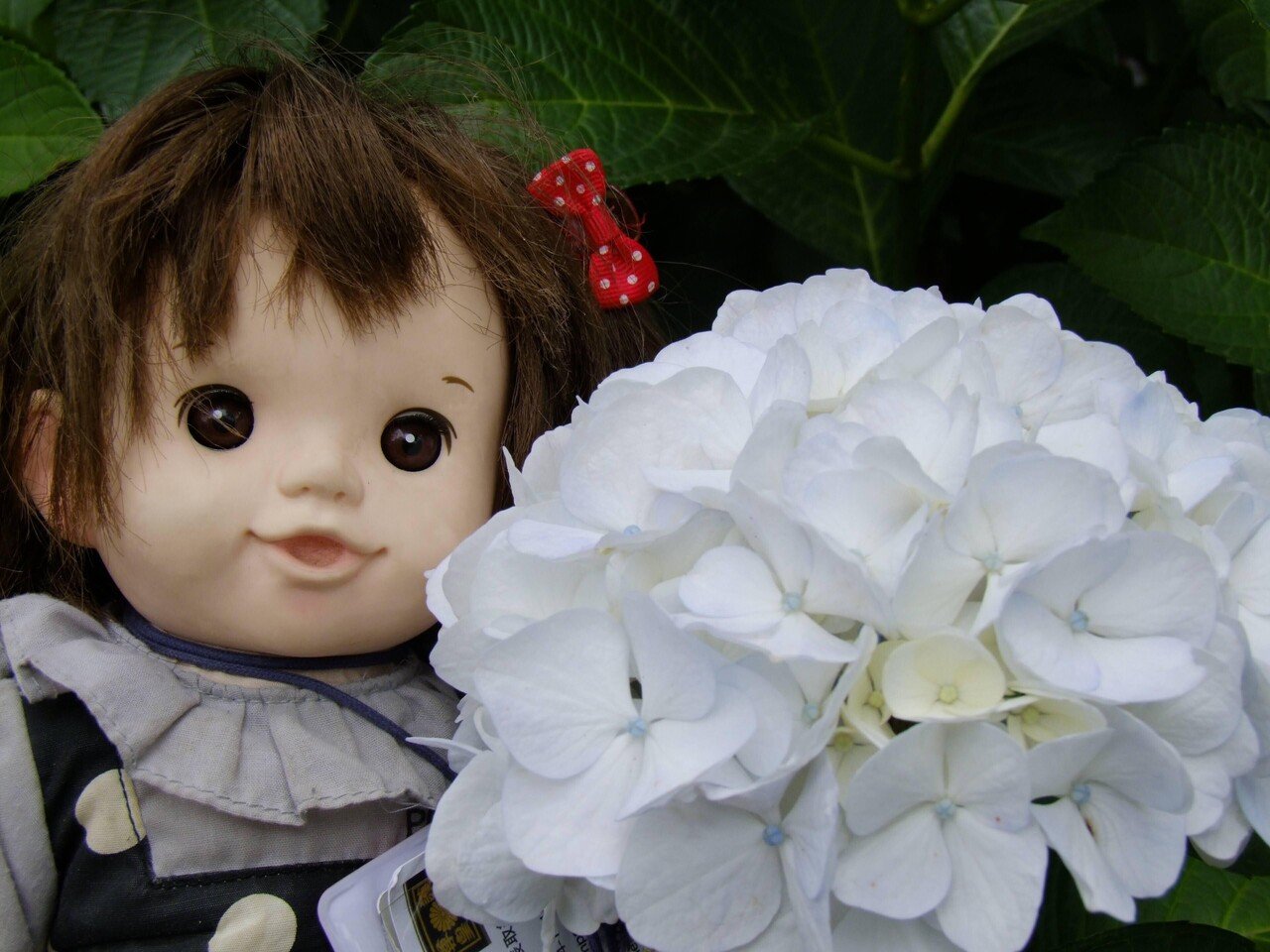 キレイな紫陽花 あじさい とかわいい ぽぽちゃん 四葉 で 川崎市多摩区長尾 あじさい寺 妙楽寺 ぽぽちゃん Popodoll Note