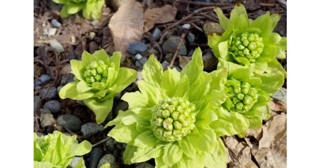 春がきた 山でみられる早春の草花9種 Camploggear Note
