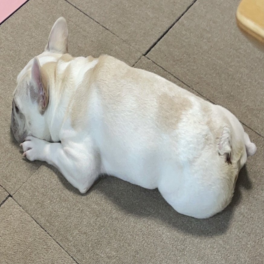 幸せな表情をした愛らしい黒のフレンチ ブルドッグイラスト素材透過、PNGフリー画像ダウンロード - Pngtree, image size:1280x874