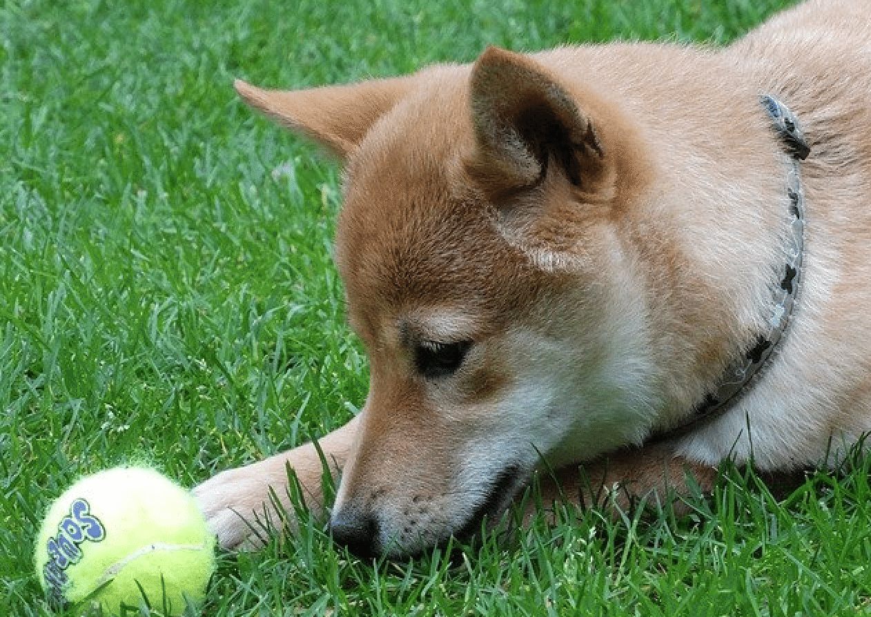 柴犬の外飼いがかわいそうで泣いた日 ゆっきー ダニ活やめ隊 Note