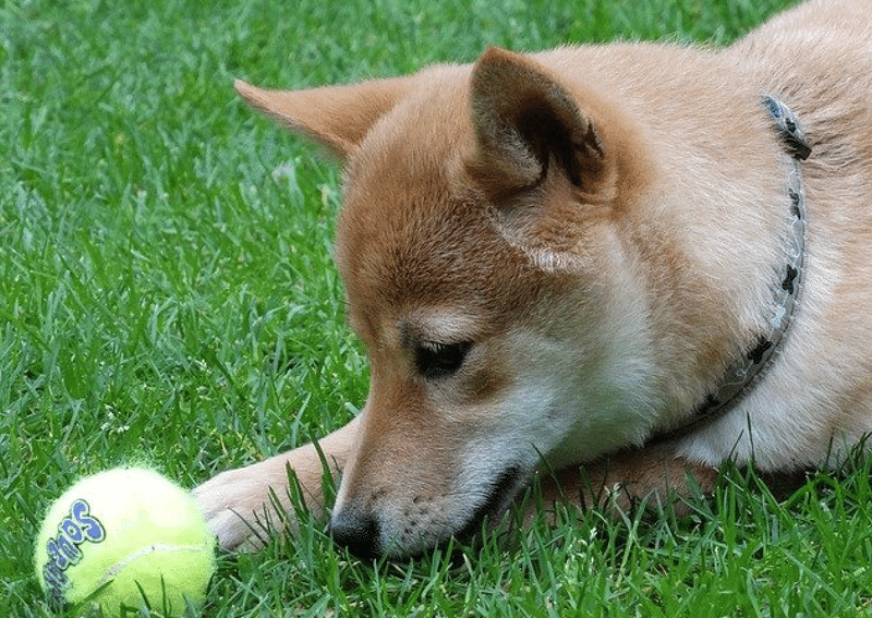 柴犬の外飼いがかわいそうで泣いた日 ゆっきー 飽き性な一人暮らし Note