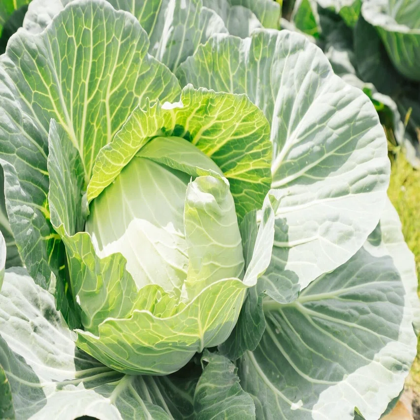 栄養価の高い野菜 葉物 のご紹介 Familiar Food Note