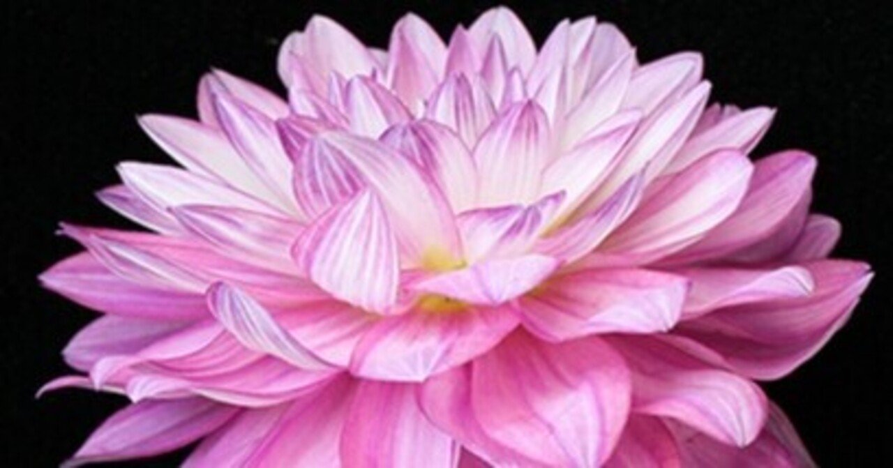 切り花 ダリアの品質管理の試験結果まとめ Mpsジャパン Note 切り花 ダリアの品質管理の試験結果まとめ Mpsジャパン Note