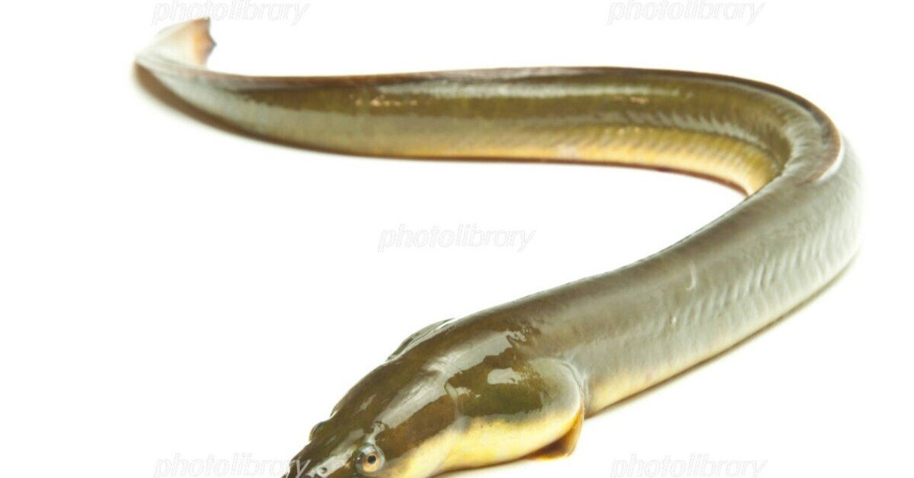 神秘とロマンに満ちたウナギを通して人を知る話 芳松静恵 Note