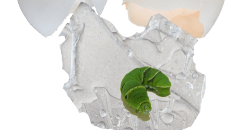 アゲハチョウの幼虫 の新着タグ記事一覧 Note つくる つながる とどける