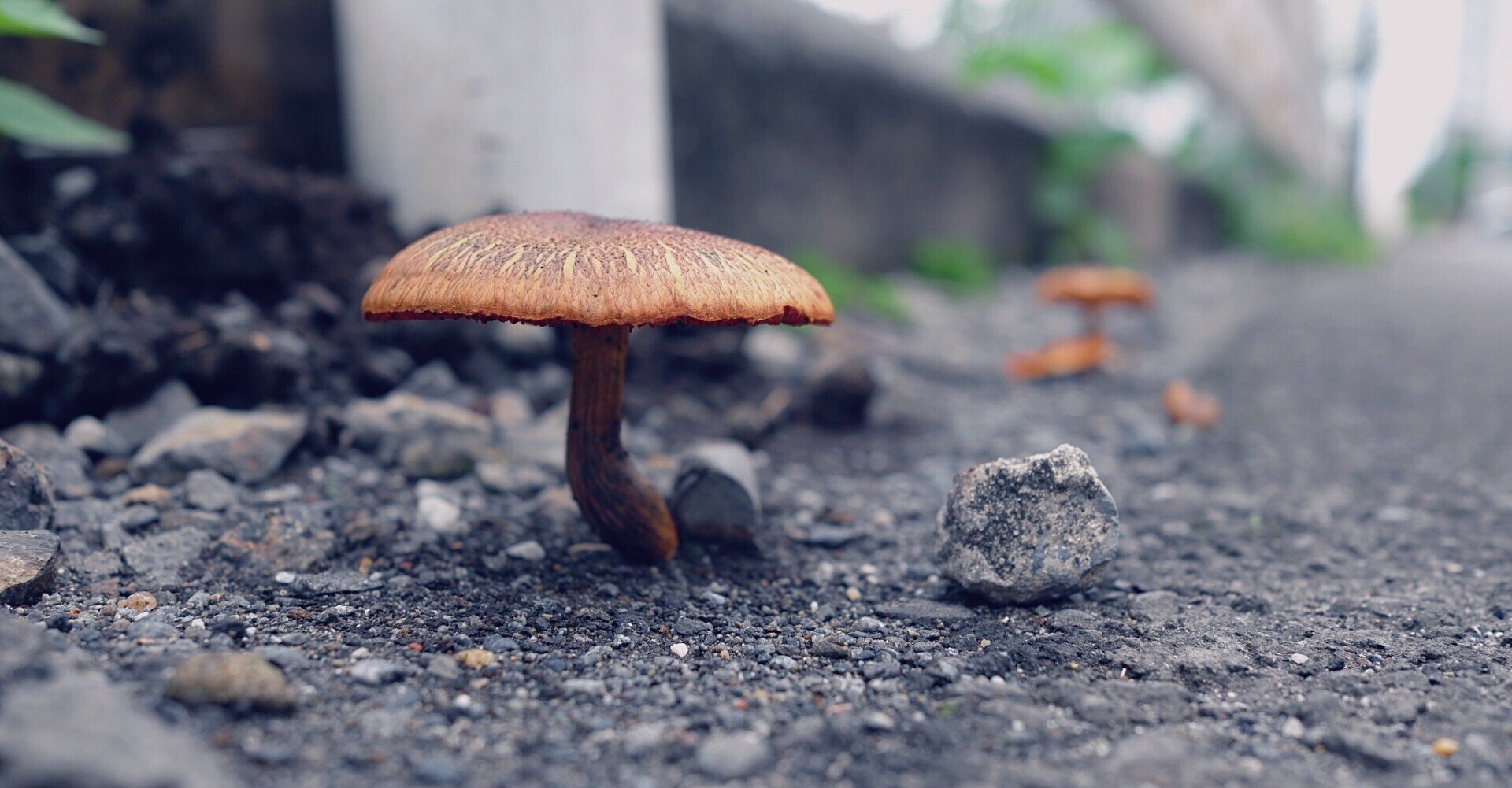 シドニアの騎士 結局 ガウナとは何だったのか ふとんチョコ Note