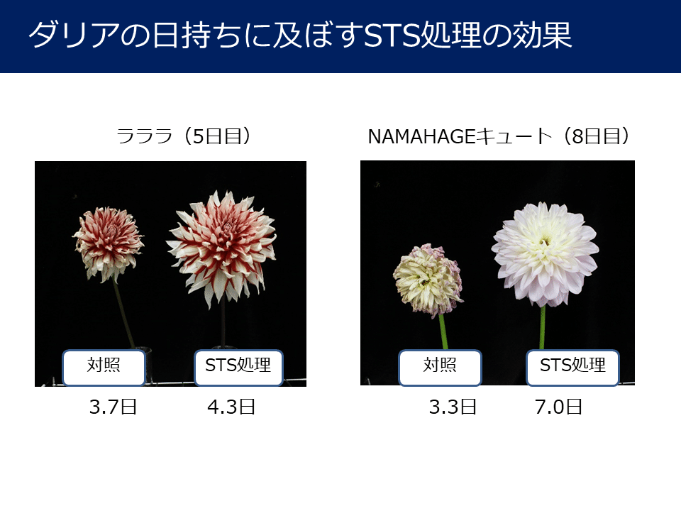 切り花 ダリアの品質管理の試験結果まとめ Mpsジャパン Note