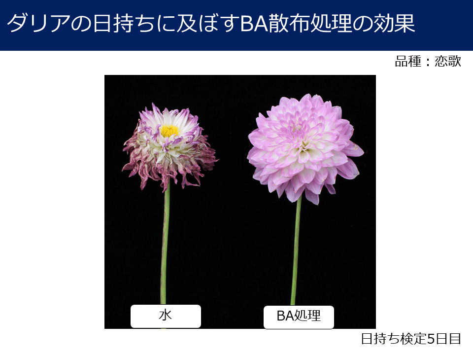 切り花 ダリアの品質管理の試験結果まとめ Mpsジャパン Note