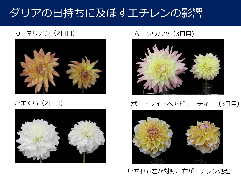 切り花 ダリアの品質管理の試験結果まとめ Mpsジャパン Note
