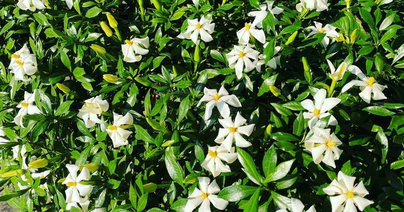 クチナシの花言葉を知ってますか くみりん アロマリタ Note
