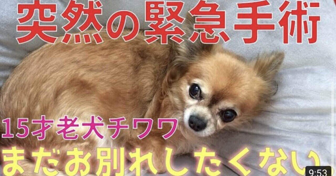 動画 突然の緊急手術 15才老犬チワワ まだお別れしたくない セラ Note